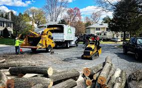 Tree and Shrub Care in Wahiawa, HI